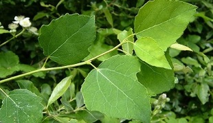 Aspen used to treat chronic prostatitis