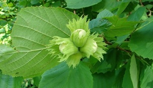 Hazel used to treat chronic prostatitis