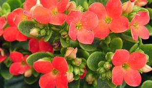 Kalanchoe used to treat chronic prostatitis