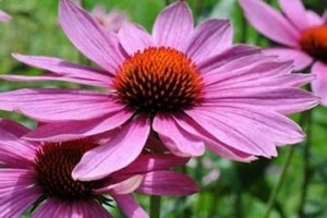 Echinacea juice used to treat prostatitis