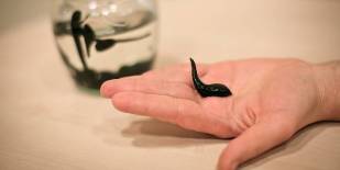 Leech Treatment